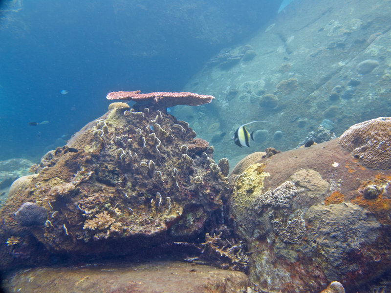 Underwater Scene, Natural Light